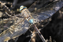 Anax parthenope