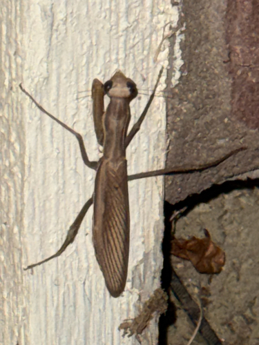 European Mantis