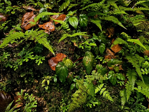 Begonia pavonina