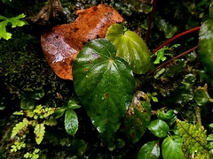 Begonia pavonina, photograph pbsg, CC BY, iNaturalist via GBIF