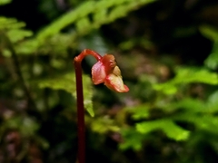 Begonia pavonina, photograph pbsg, CC BY, iNaturalist via GBIF