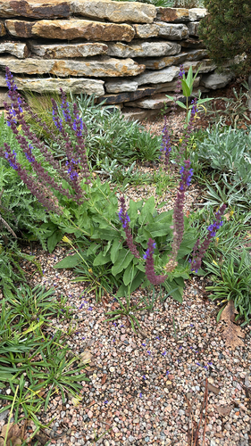 Purple Wood Sage