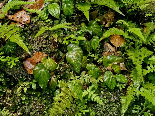 Begonia pavonina, photograph 3