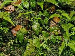 Begonia pavonina, photograph pbsg, CC BY, iNaturalist via GBIF