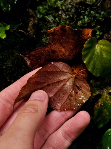 Begonia pavonina, photograph 4