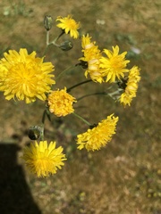 Crepis