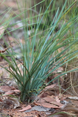 Lomandra decomposita