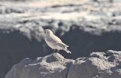 Geositta cunicularia