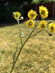 Crepis