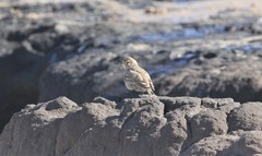 Geositta cunicularia