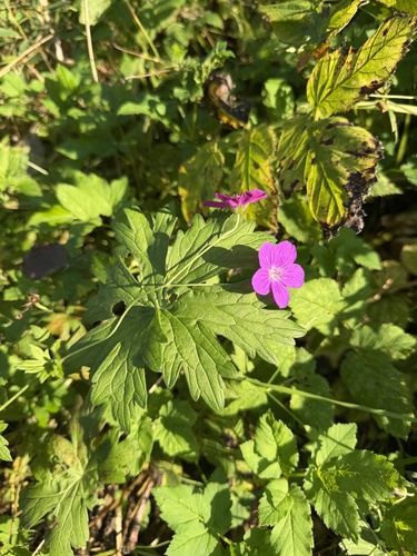 Marsh Crane's-bill