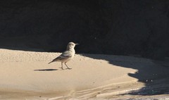 Geositta cunicularia