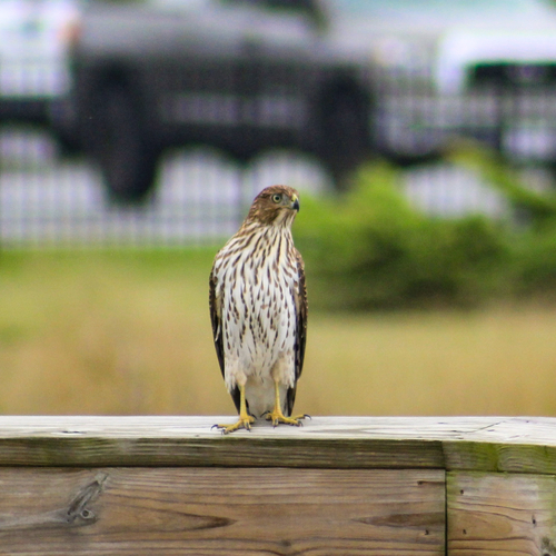 Cooper's Hawk