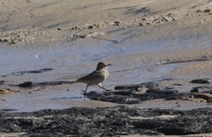 Geositta cunicularia