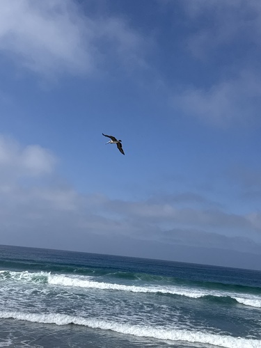 Brown Pelican
