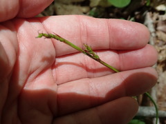 Careyanae