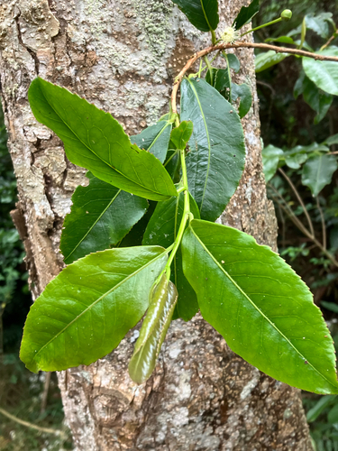 Aphloia theiformis observed 2026-10-01
