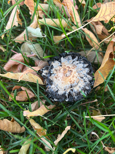 Shaggy Mane