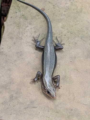 Broad-headed Skink observed by jondbtenngreen