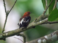 Machaeropterus deliciosus