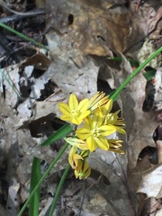 Triteleia