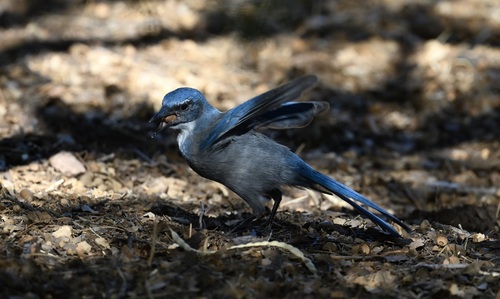 Woodhouse's Scrub-Jay