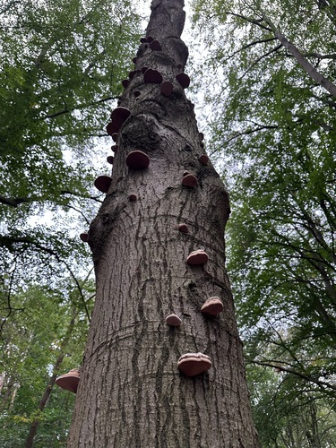 Hoof Fungus