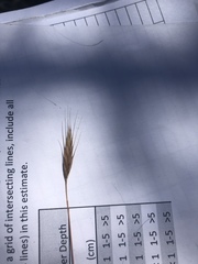 Brachypodium distachyon