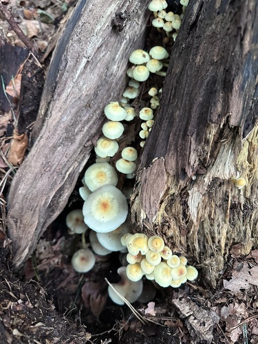 Sulphur Tuft