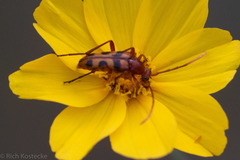 Strangalia sexnotata