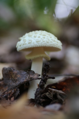 False Death-cap