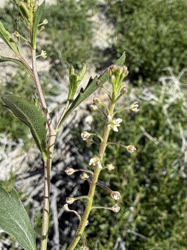 Lepidium lasiocarpum