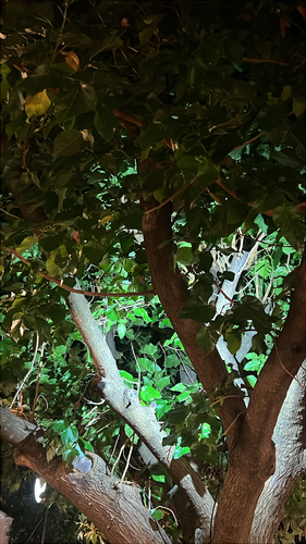carob tree