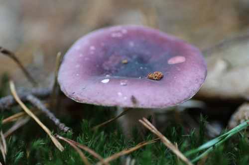 Purple Brittlegill