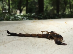 Centruroides margaritatus