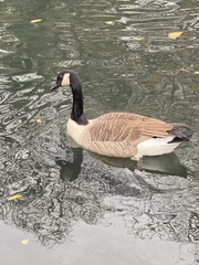 Branta canadensis maxima