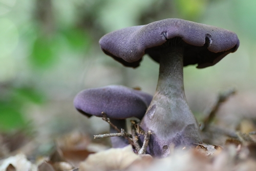 violet webcap