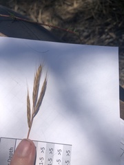 Brachypodium distachyon