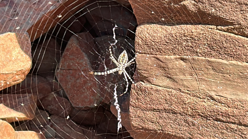 Banded Garden Spider