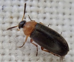 Anaspis regimbarti