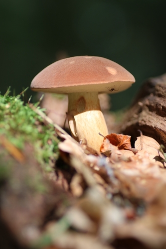 Bay Bolete