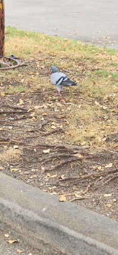 Rock Pigeon