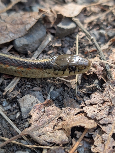 Coast Garter Snake