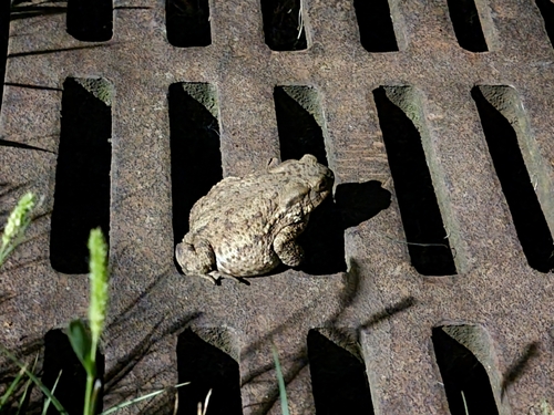 European Toad