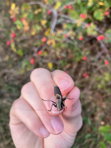 Dark Bush-cricket