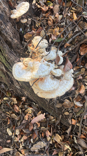 Western Hardwood Sulphur Shelf