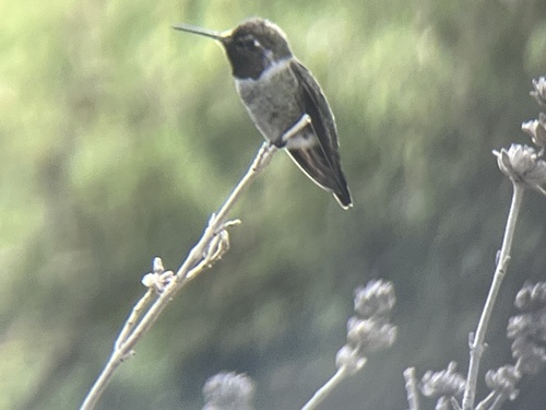 Anna's Hummingbird