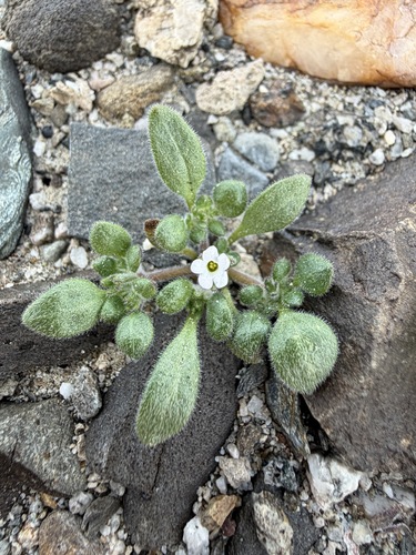 Eggleaf fiddleleaf (Nama pusilla)