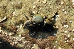 Petrolisthes cinctipes