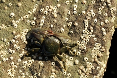 Petrolisthes cinctipes